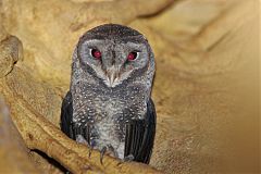 Sooty Owl